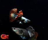 Red Dragon Halfmoon Guppy